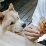 Il cane mendica il cibo ogni volta che mangi? Consigli utili