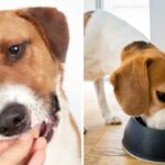 Perché dare il lievito alimentare al cane? Info e consigli utili